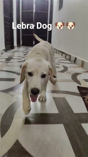 tebra dog , cute puppy dog 🐕🐕🐕🐕🐕🐕🐕🐕🐕🐕🐕