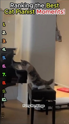 🎹 Ranking the Best Cat Pianist Moments! 😹🎶