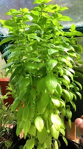 3 Ways to preserve basil easy way to regrow from scraps. Zero waste harvest for an endless supply of basil........ #zerowaste #reelsfb #foodlover #foodies #basil #gardening #containergarden #ideas #learning #gardenideas #gardening101 #herbs #yum #nutfree #homemade | Plantedinthegarden