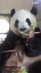 Prince George of Cambridge on Reels