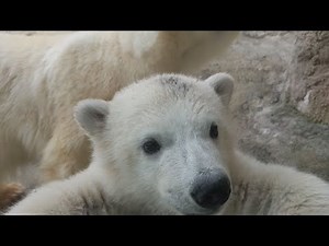 サッポロスマイル＃１２～命のつながりでスマイルを！旭山動物園 2022年9月25日放送