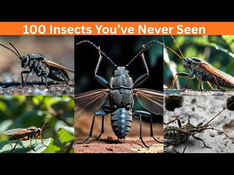 🪲 100 Insects You’ve Never Seen 😱 #CreepyInsects #StrangeBugs #Nature #Wildlife #Top100