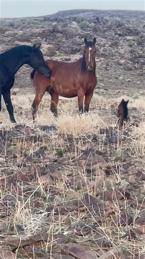 1M views · 26K reactions | Just born… hasn’t even stood up yet....