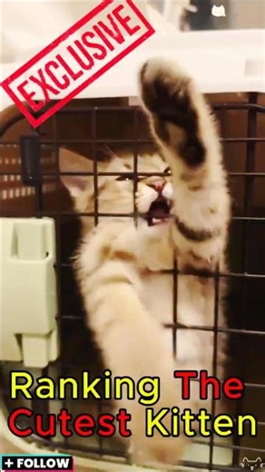 Ranking The Cutest Kitten Is IMPOSSIBLE【72】#shorts #cat