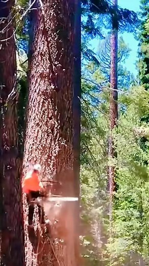 1.4K views · 28 reactions |  It’s officially tree trimming season at...
