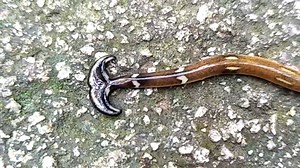 Meet the world's largest flatworm, the Hammerhead Slug. | APOPO
