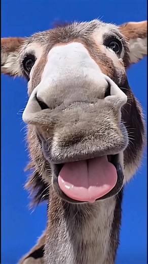 the love machine (@77lovemachine)’s videos with sonido original - el_prix3.0