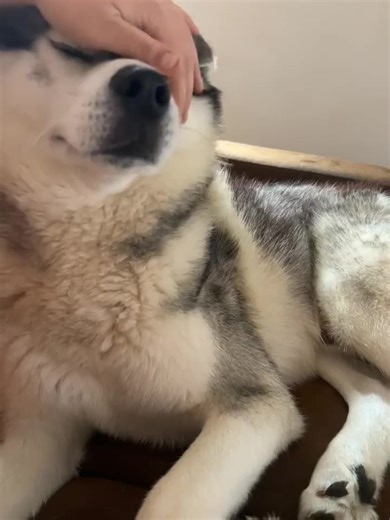 en janvier zazou fêtera ses 3 ans j’espère qu’il sera heureux de vous voir comme il nous rend heureux à très vite | La SPA - Refuge de Saint Omer