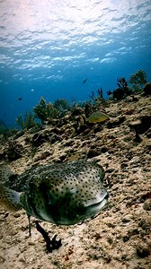16K views · 567 reactions | porcupinefish alert! Watch as it transforms into a spiky ball to scare off predators. Nature’s own little warrior. ️ #marinelife #oceanconservation #sea #marinebiology #ocean #scuba #underwaterlife #scubadiving #diving #underwaterphotographer #underwaterworld #sealife #sealovers #scubadiver #oceanvideo #gopro #oceanphotography #underwaterphotography #sdidivers | Aquanauta Diver | Facebook