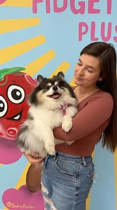 2.2K views · 72 reactions | June 2nd from 12-4pm at Fidget Toys Plus in Sarasota, Florida 拾 Location: 6740 28th St Cir E Sarasota FL 34243 Slime from @kawaii.slime.company 﫶 Bounce house from @blastoffbounce 﫶 | Fidget Toys Plus | Facebook