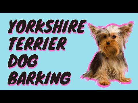 Yorkshire Terrier Dog Barking Sound Effect [ Yorkie Barking ]