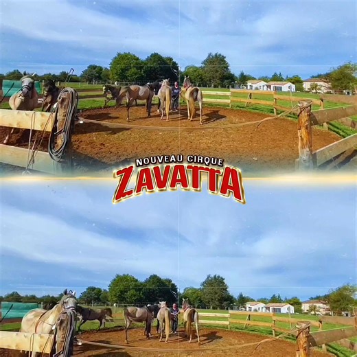 Au Nouveau Cirque Zavatta, aujourd’hui, nos 6 nouveaux petits protégés, de magnifiques purs-sangs arabes, pleins d’énergie, d’élégance et de curiosité. Sous le regard bienveillant de notre dresseur, ils découvrent chaque jour un peu plus l’univers de l'entraînement, entre douceur, confiance et complicité. 2026 s'annonce d'ores et déjà incroyable ! 🤍✨ | Nouveau Cirque Zavatta Cirq’Event Production