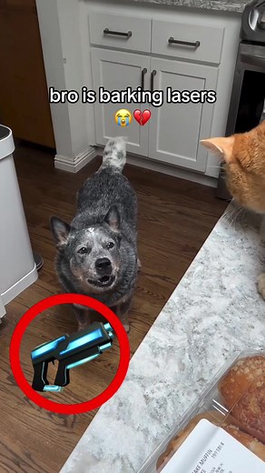 Dog Barking Like Lasers: Viral Homeritachi Clip