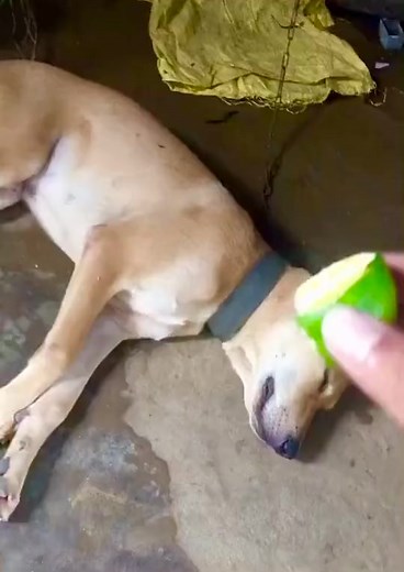 What Do Dogs Dream About? Unveiling their Curious and Playful Mind