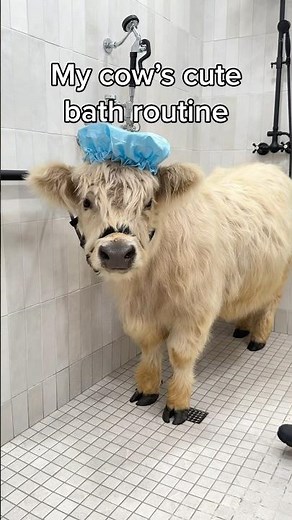 My Cow’s Cute Bath Routine 🫧
