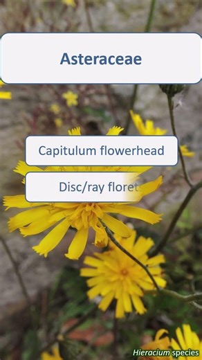 Asteraceae summary (revised) - UK wildflowers
