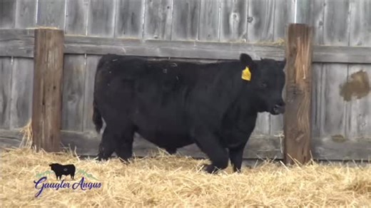 Gaugler Angus Ranch Production Sale Live event starts 12/13/25 2:00...