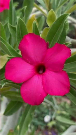 Adenium Obesum Flowers