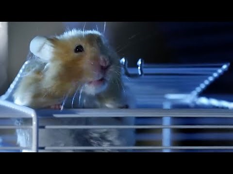 Hamster Escapes Cage! | Pets: Wild At Heart | BBC Earth