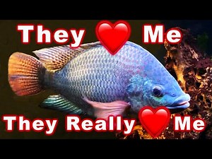 Top 7 Aquarium Fish With The BEST Personality: Both Big and Small!