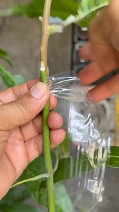 12K views · 491 reactions | Sweet elena mango / basic cleft grafting technique | PINOY GRAFTER | Facebook