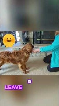 How to Train a Cavalier King Charles Spaniel to Leave It! 🐾🐶