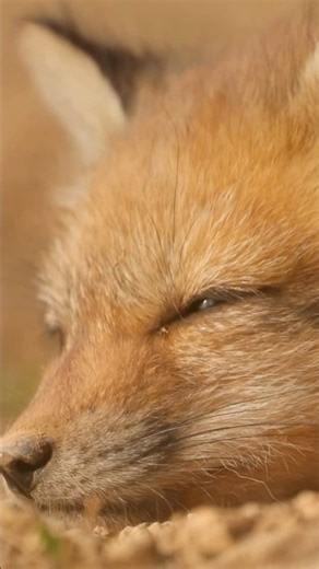 Feel Fox Cub Serenity | Forest Music & Wildlife Sounds | Peaceful Earth #Shorts