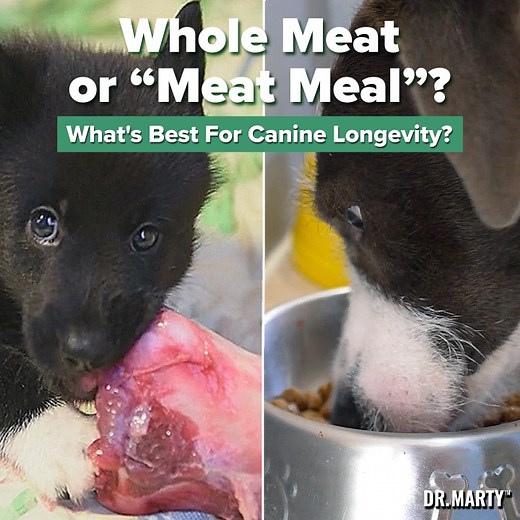 🐶 Do you know what's in your dog's food? All over America, millions of loving dog parents are unknowingly feeding their pets products that are more like fast-food than the nutrient-dense food they deserve 👉 smarturl.it/DrMarty_NB And this is having a MASSIVE effect on their health. You see, even though dogs are meant to be eating high-quality meat, most dog foods are packed with unhealthy grains, preservatives & artificial flavors. And the "meat" they DO include is often waste products and gro
