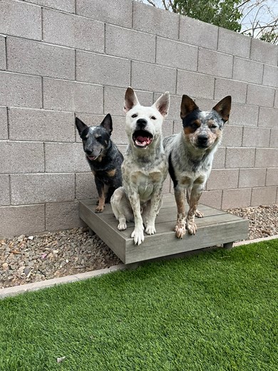 Some drills with the Heelers | Super Cattledogs