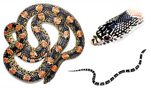 Longnosed Snake – Arizona Snake Identification and Information