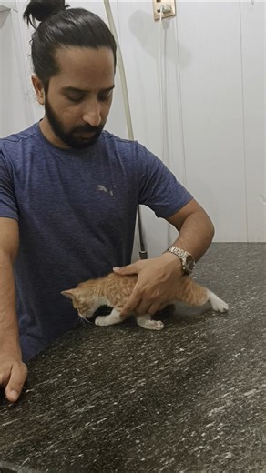 A stray kitten is available for adoption. #avhlahore #asw #alivethospital #cat #dog