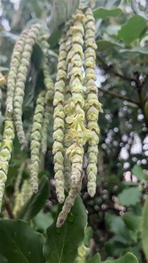 This bush literally grows flower tassels #plants #shorts