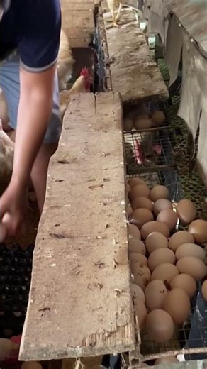 #chickenfarm #chickenfarm #eggs #harvestingeggs #business #laying #pets