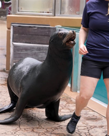 33K views · 457 reactions | Just sea-ing the world one splash at a time  As today is World Sea Lion day, we're getting ready for something exciting! Join us June 7 for an ALL-NEW sea lion presentation: Flippers, Facts, and Fun! This new presentation will have you laughing and learning fun facts about sea lions! We can't wait to SEA you there. #SeaWorld60 | SeaWorld Orlando | Facebook