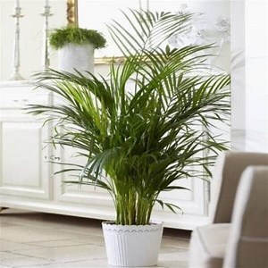 Indoor Palm Trees to Decorate the Home ▷➡️ Postposmo