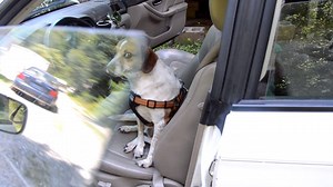 49K views · 1.1K reactions | This is my dog Willy. Willy rocks. I spoon with Willy every night. Willy knows what he wants. | Abby the Spoon Lady | Facebook