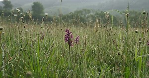 Rare, blooming Orchis Mascula in the meadow, spring, 4k