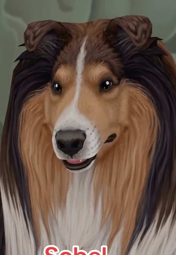 Star Stable: Choose Your Rough Collie Companion! ✨