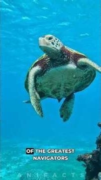 Green Sea Turtle: This Turtle Helps Save Coral Reefs #shorts