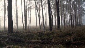 Fog Videos: Download 2,479+ Free 4K & HD Stock Footage Clips - Pixabay