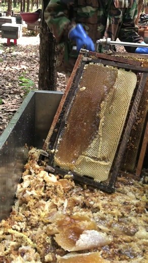 Uncapping Honeycomb / Pure Golden Honey Reveal 🍯🐝 #Shorts