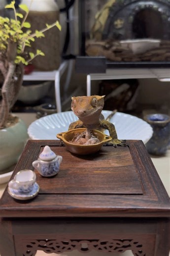 Understanding Gecko Behavior: Feeding Tips and Insights