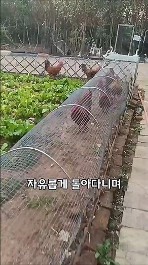 밭을 비옥하게 만드는 터널형 닭장#닭키우기 #친환경농업 #쇼츠