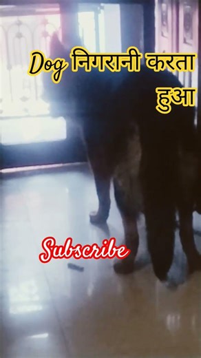 dog barking attacking side #pets #funnycats #funnyanimals #cuteanimal #germanshepheard