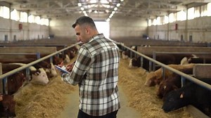 Farmer Cattle Control Modern Livestock Farm Stock Footage Video (100% Royalty-free) 1089043523 | Shutterstock