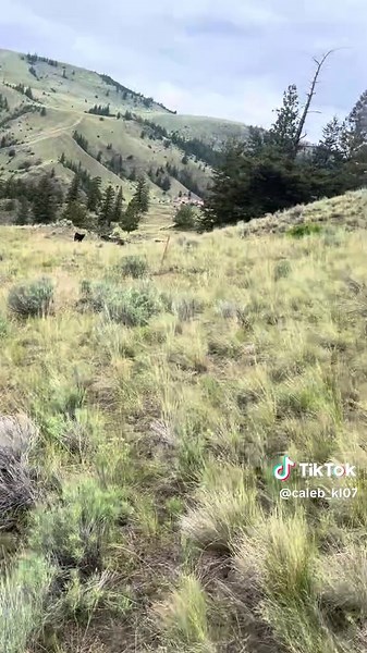 Been loggin some miles with this young pup. He’s coming pretty good #cowdogsoftiktok #cowboyshit #justranchin #fyp