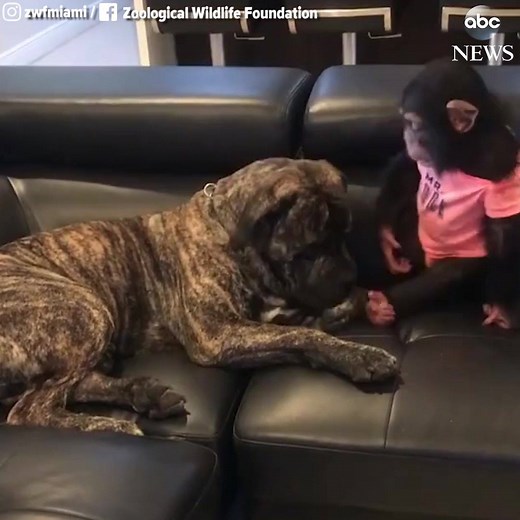 This chimp just wants one thing: his friend's love. The mastiff's a tough customer, but gives in! http://abcn.ws/2FK4Prs | ABC News