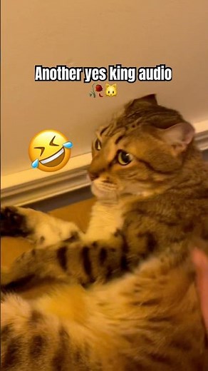 Another yes king audio 🥀🐱