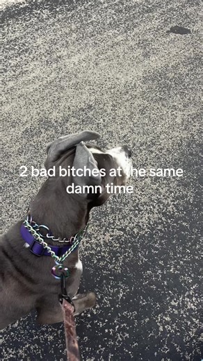 greatdane_protection (@greatdane_protection)’s videos with original sound - chaos™