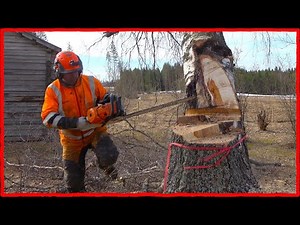 2025 Job 9: Rotten Core Discovered Mid-Felling on This Giant Birch